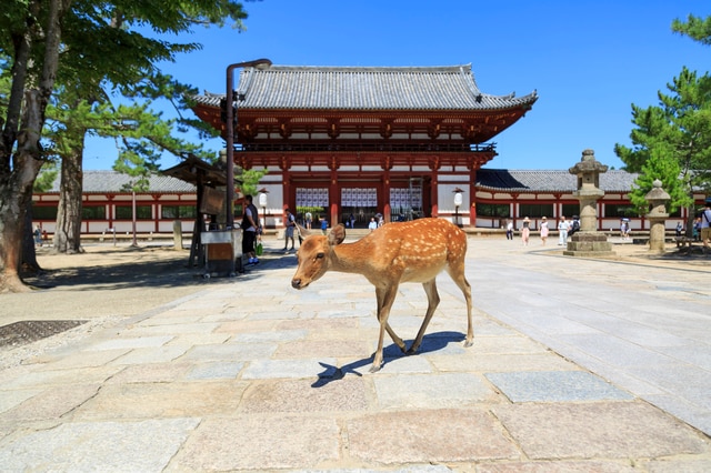 奈良市の「東大寺」が有名な、奈良県の地価は?(出所:PIXTA)