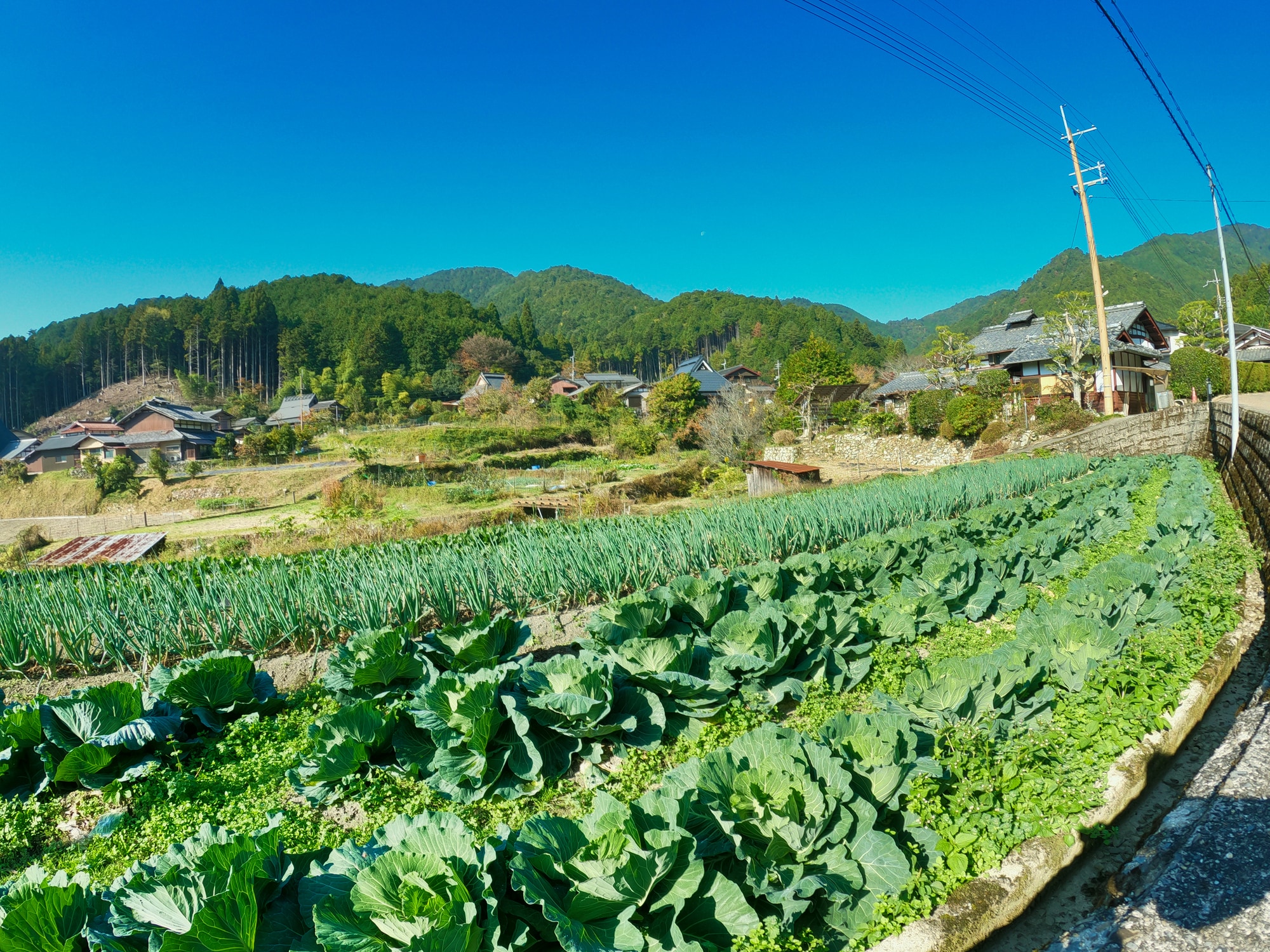 農作物窃盗対策