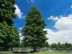 広大な敷地を誇る都立舎人公園（出典：PIXTA）