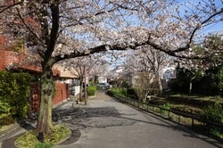 北沢川緑道の桜並木