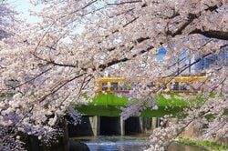 神田川の遊歩道から臨む桜並木