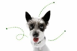 ペットを飼う前に病院でペットアレルギーの有無を調べる