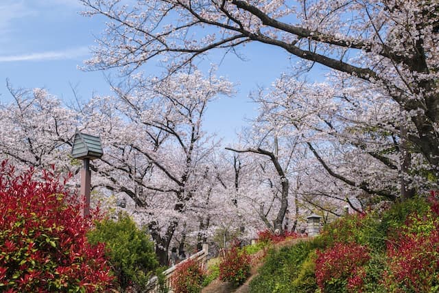 桜が満開に咲いている時期の飛鳥山公園