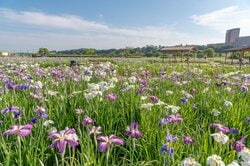 一面に咲き誇る菖蒲が見事な小岩菖蒲園（出典：PIXTA）