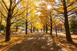 練馬区・秋はイチョウ並木が美しい光が丘公園