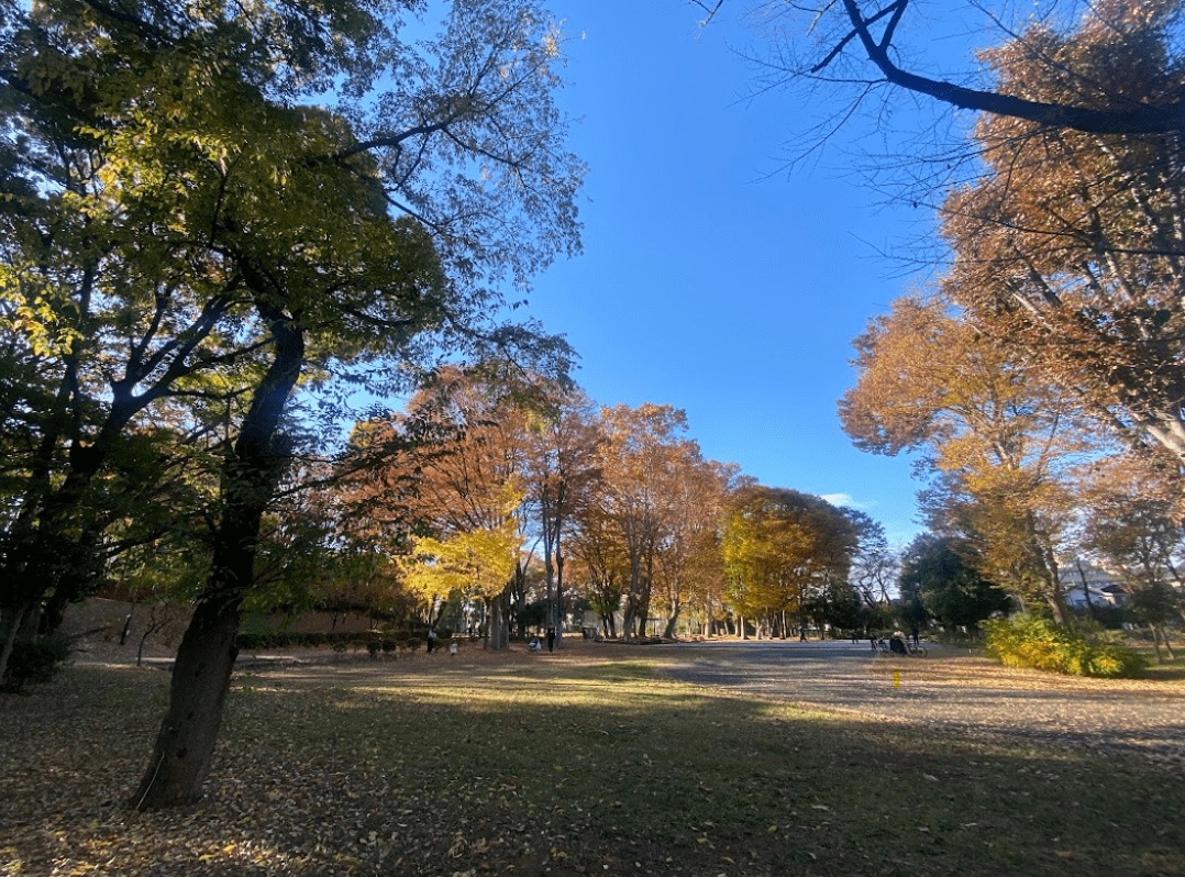 紅葉が美しい秋の城北中央公園（撮影：筆者）