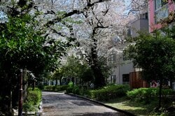 桜並木が美しい東京玉川上水跡を歩く（出典：PIXTA）