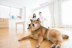 引越し手続き、ペット（犬）の手続き