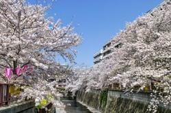 目黒川の桜並木