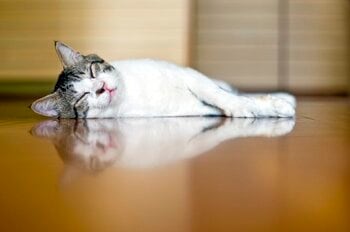 床暖房でペットの昼寝を快適に（出典：PIXTA）