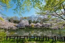 満開のソメイヨシノに彩られた井の頭恩賜公園（出典：PIXTA）