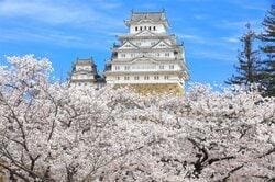 満開の桜が映える姫路城　出典：Pixta