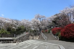 北区の飛鳥山公園の桜