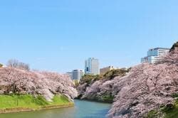 千鳥ヶ淵