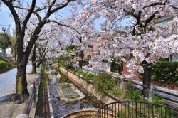 呑川親水公園の桜並木