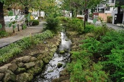 北沢川緑道