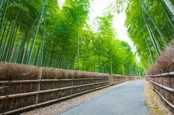 京都向日市　竹の径