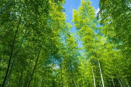 京都市洛西口エリアの名所　京都市洛西竹林公園