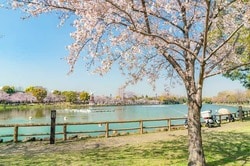 北区の浮間公園の桜