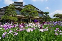 色とりどりの菖蒲が咲き誇る堀切菖蒲園（出典：PIXTA）