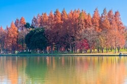 葛飾区で人気の水元公園は秋には紅葉が美しい（出典：PIXTA）