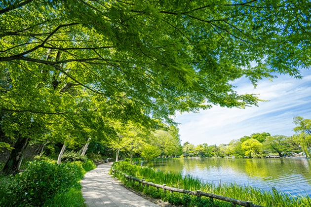 緑が美しい石神井公園　出典：PIXTA